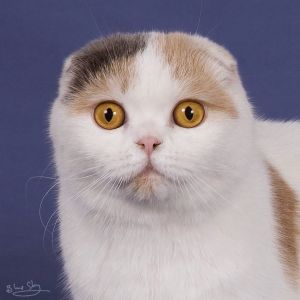 tripple follow the piper.jpg